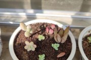 插白凤叶多久才能发芽？（白凤叶插条繁殖的方法和技巧）