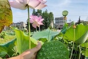 莲藕果实的真相（探究莲藕的真实身份——它到底是果实还是根茎？）