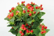 红豆花水养方法大全（打造健康美丽的红豆花园——15个实用技巧让你成为红豆花养护高手）