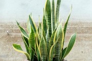 虎皮兰养护小技巧（经常浇水养护虎皮兰，让它更健康茁壮）