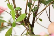 如何养护干枝杜鹃（打造美丽花园的必备技巧）