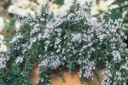 迷迭香的花期是什么时候？（探寻迷迭香开花的奥秘）