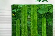 怎样留下健康的苦瓜种子（保护苦瓜品质从种子开始）