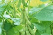 黄豆的开花时间（揭秘黄豆生长周期）