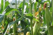夏玉米成熟期分析（夏玉米的生长特点、成熟过程和时间分析）
