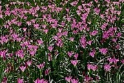 韭菜莲不开花的原因分析（探究韭菜莲为何不开花）