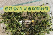 百里香的养殖方法及注意事项（打造丰收的百里香种植园）