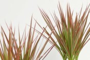 如何在千年木养好几棵植物？（家里合适养植物数量的探讨）
