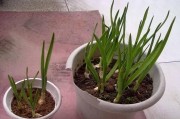 大蒜的适宜生长温度是多少度？（了解大蒜生长条件，提高种植产量）