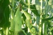 甜玉米种植的技术与管理（实现高产高质的技术路线）