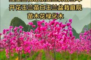 白玉兰的开花时间与季节（一年四季都有花，最美的季节在哪里？）