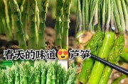 芦笋的种植时间和方法管理（打造高效、优质的芦笋种植方案）