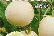 怎样挑选新鲜美味的白兰瓜（识别白兰瓜的好坏，挑选技巧大揭秘）