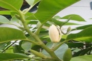 如何科学养护白兰花，让其开花如锦（白兰花养护技巧，让其开花更美丽）