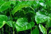 百香果种植与生长周期详解