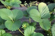 草莓之意象（生肖与草莓的关联）