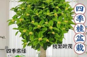 四季桂花养护全攻略（了解四季桂花养殖方法和养护要点，让您轻松打造花园好风景）