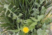 苦苣菜，一种落叶植物（了解苦苣菜的特点和生长习性）