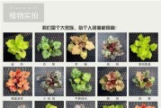 矾根种植盆的选择（大小盆的利弊，如何选择最合适的盆？）