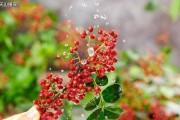 花椒树病虫害防治技术与方法措施（打造花椒园的防治利器，让树木健康成长）