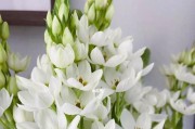 探秘圣心百合的芬芳之谜（揭开圣心百合是否具有香味的神秘面纱）