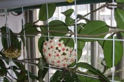 球兰花香味有毒吗？（了解球兰花的毒性以及如何安全使用）