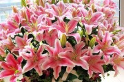 百合花开不停——探究百合花的四季开花（百合花的开花规律、适宜种植时间及花期）