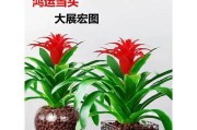 鸿运当头养殖方法详解（赚钱养殖，关键在鸿运；鸿运当头养殖的秘诀）