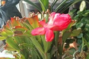 控制光照时间，提前开花的技巧——蟹爪兰花期调控（以蟹爪兰为例，教你如何控制光照时间，让其提前开花）