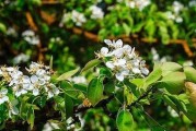十月份梨树开花的奥秘（揭开梨树开花的神秘面纱——从叶片到花蕾的魔幻转变）