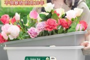 草莓盆栽的种植技巧（如何选择适合草莓生长的盆及栽种方法）