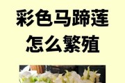 马蹄莲分株的最佳时间（如何正确分株马蹄莲）