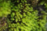 苔藓植物大观（探秘自然的小宇宙——苔藓植物）