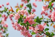 海棠花的养殖技巧（打造美丽庭院的必备选择）