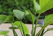 换盆不难，一帆风顺（盆栽如何换盆？换盆的最佳时间是什么？）