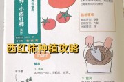 阳台种圣女果的管理技巧（打造丰收的阳台圣女果园）