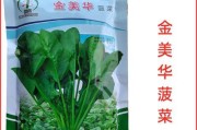 菠菜生长期多长时间？（掌握这些关键要点，让你的菠菜生长更加顺利！）