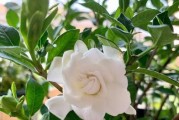枙子花的花期是什么时候？（探秘枙子花的开花规律）