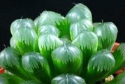 多肉玉露的养殖技巧（打造饱满通透的多肉植物）