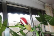 绿萝开花意味着什么？（揭秘绿萝开花的神秘之谜）