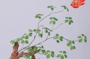 观音莲的最佳扦插时间（如何在最佳时间将观音莲扦插繁殖？）
