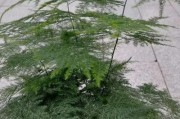 胜利之花——象征胜利的植物（探究胜利象征植物及其寓意）