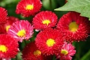红色雏菊的花语和寓意（探寻红色雏菊的内涵与象征）
