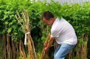 探秘凌霄的生长环境与地方条件（揭开凌霄生存之谜，了解凌霄的地质学与气候学要素）