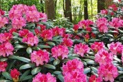杜鹃花的养殖技巧与注意事项（如何让杜鹃花在家中绽放？）
