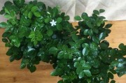 九里香开花时间及特点（了解九里香开花时间和生长特点，带您走进花的世界）
