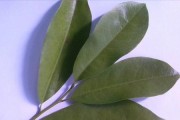 广玉兰是落叶植物吗？——揭秘广玉兰的叶片特征（从形态特征探究广玉兰的叶落规律）