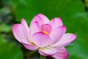 莲花花语代表什么意思（探秘莲花的深刻含义）