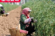 黑枸杞盆栽的种植与结果（从选种到收获，一年一次的喜悦）