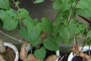 何首乌种子种植全攻略（从选种、播种到育苗，助你轻松成为种植大师）